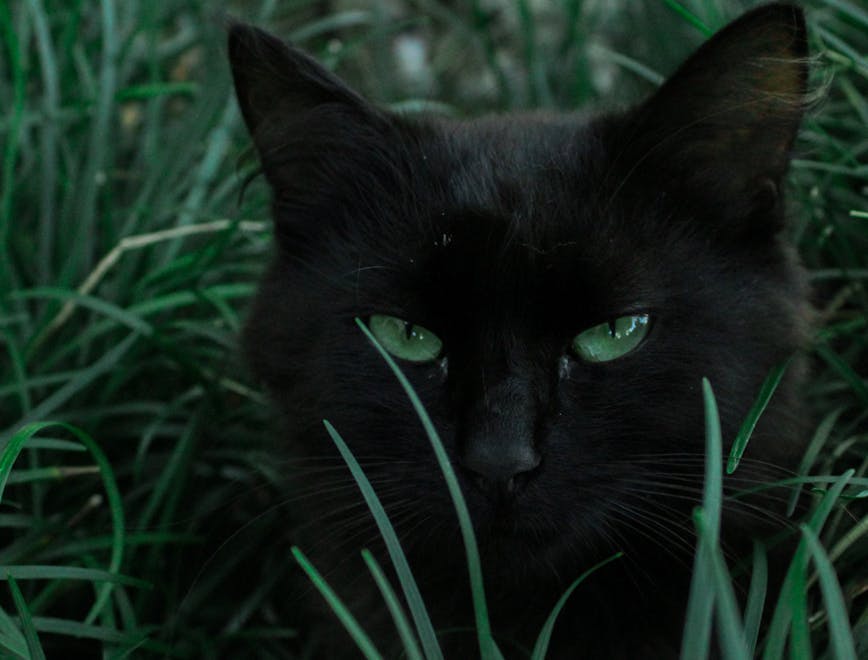 cat pet animal black cat mammal