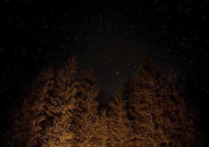 nature outdoors plant tree astronomy conifer universe outer space space night