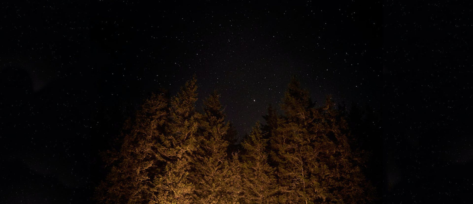 nature outdoors plant tree astronomy conifer outer space space universe night