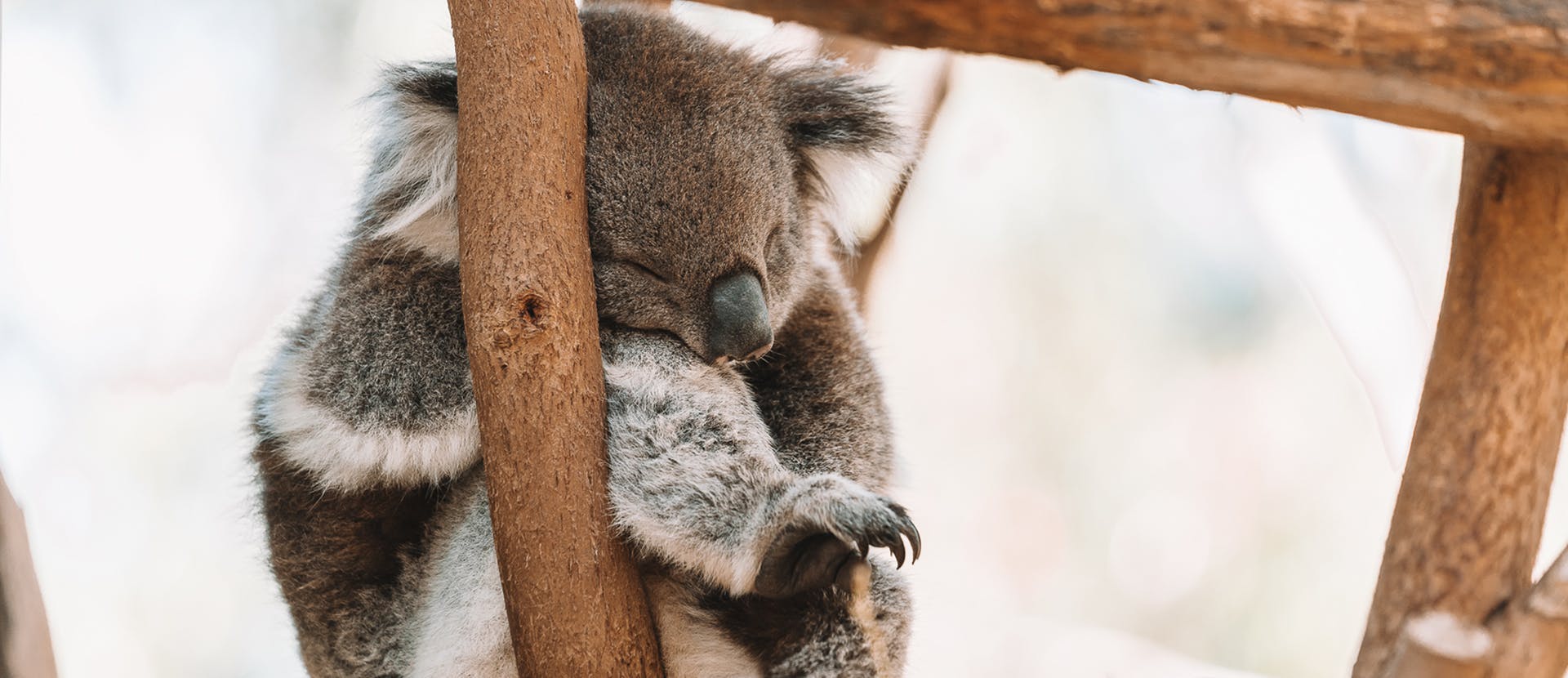 animal mammal wildlife koala