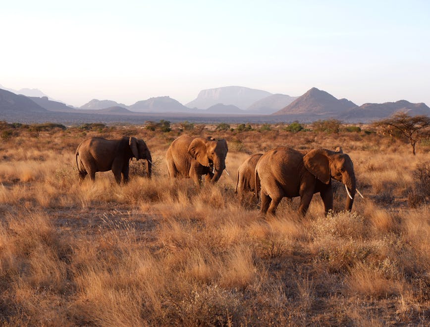 animal mammal elephant wildlife outdoors savanna field grassland nature