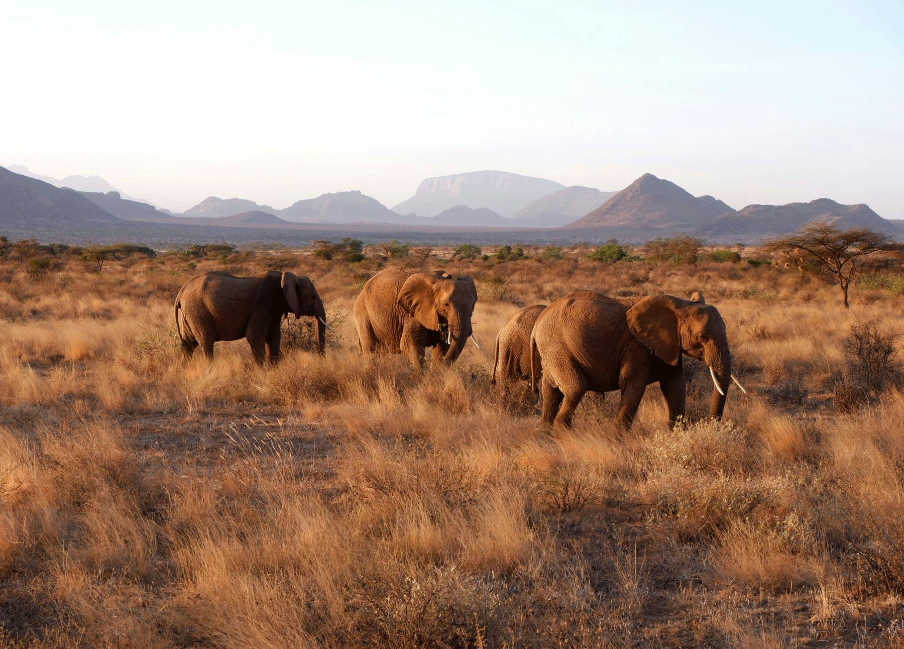 elephant wildlife animal mammal outdoors field nature savanna grassland