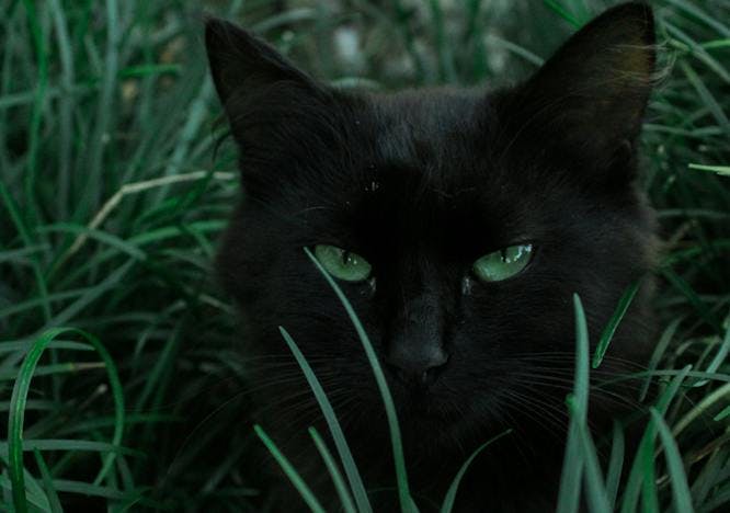 cat pet animal black cat mammal