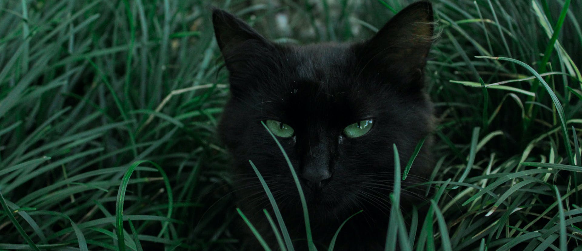 animal mammal black cat pet cat