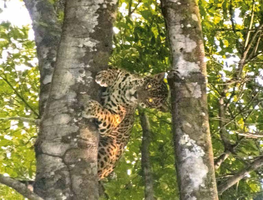mammal wildlife jaguar leopard animal panther plant tree