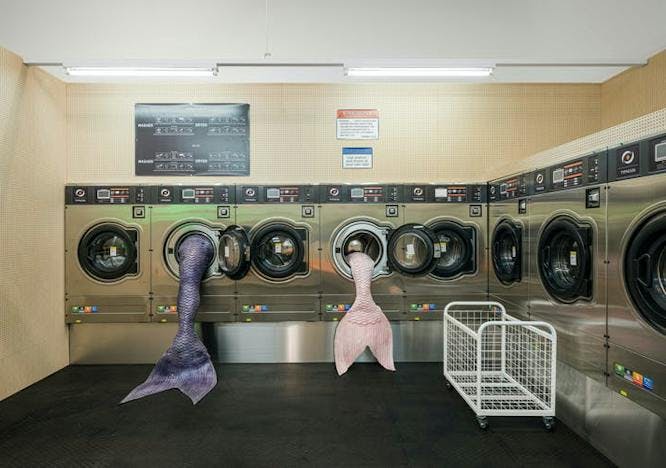 laundry bird animal appliance washer