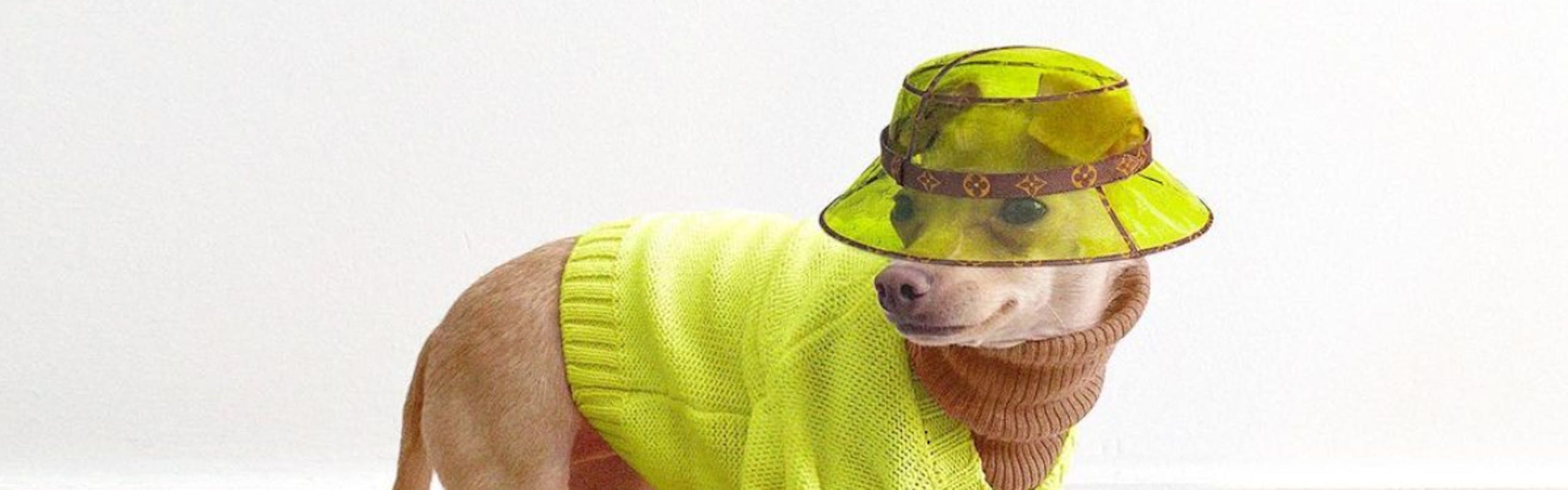 La cagnolina chihuahua indossa un look con occhiali da sole e foulard