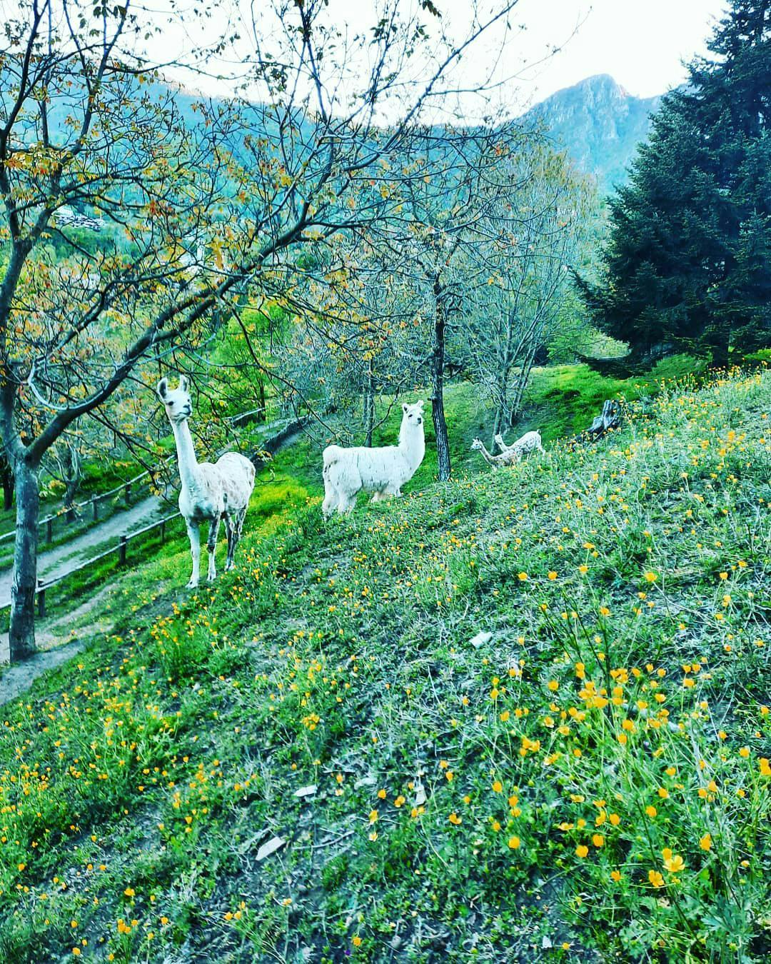Lama e alpaca bianchi pascolano nella natura