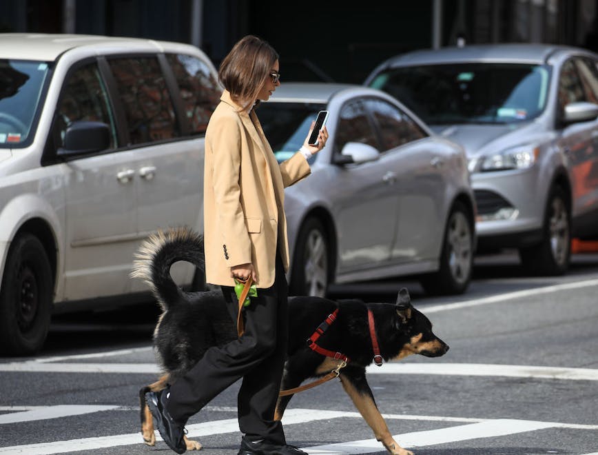 new york tarmac car dog road clothing person tire pedestrian wheel alloy wheel