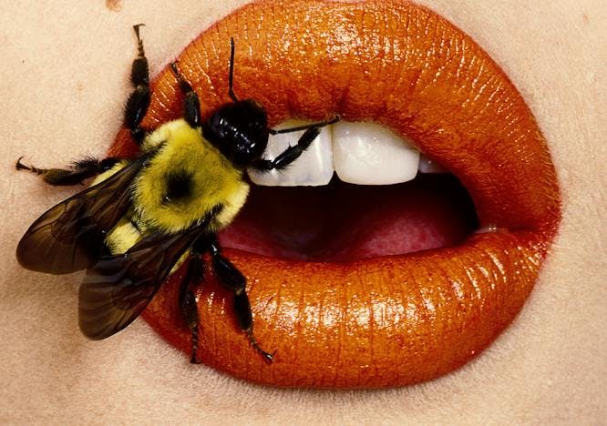 Un'immagine di una foto di Irving Penn, Bee, New York, 1995 © The Irving Penn Foundation