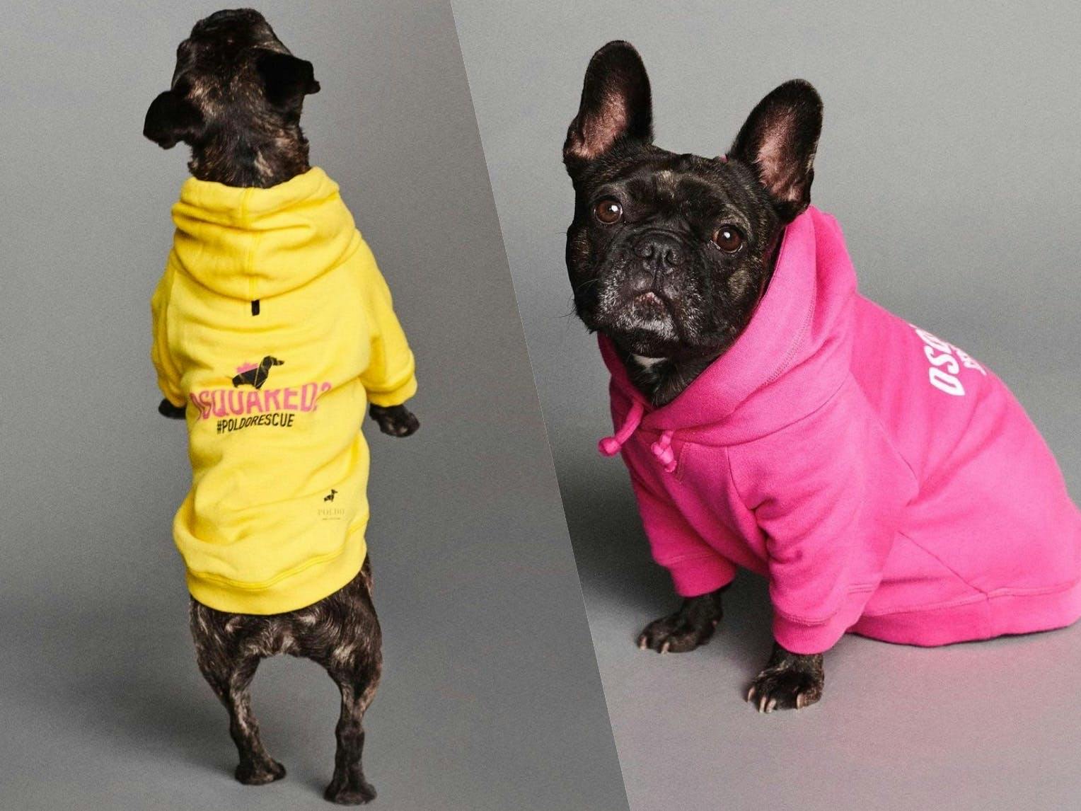 clothing apparel canine animal mammal pet dog bulldog