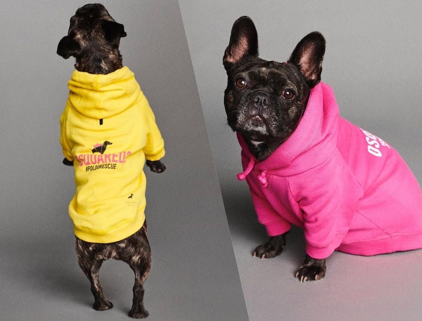 clothing apparel canine animal mammal pet dog bulldog
