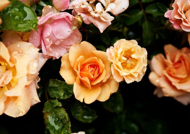 rose plant flower blossom