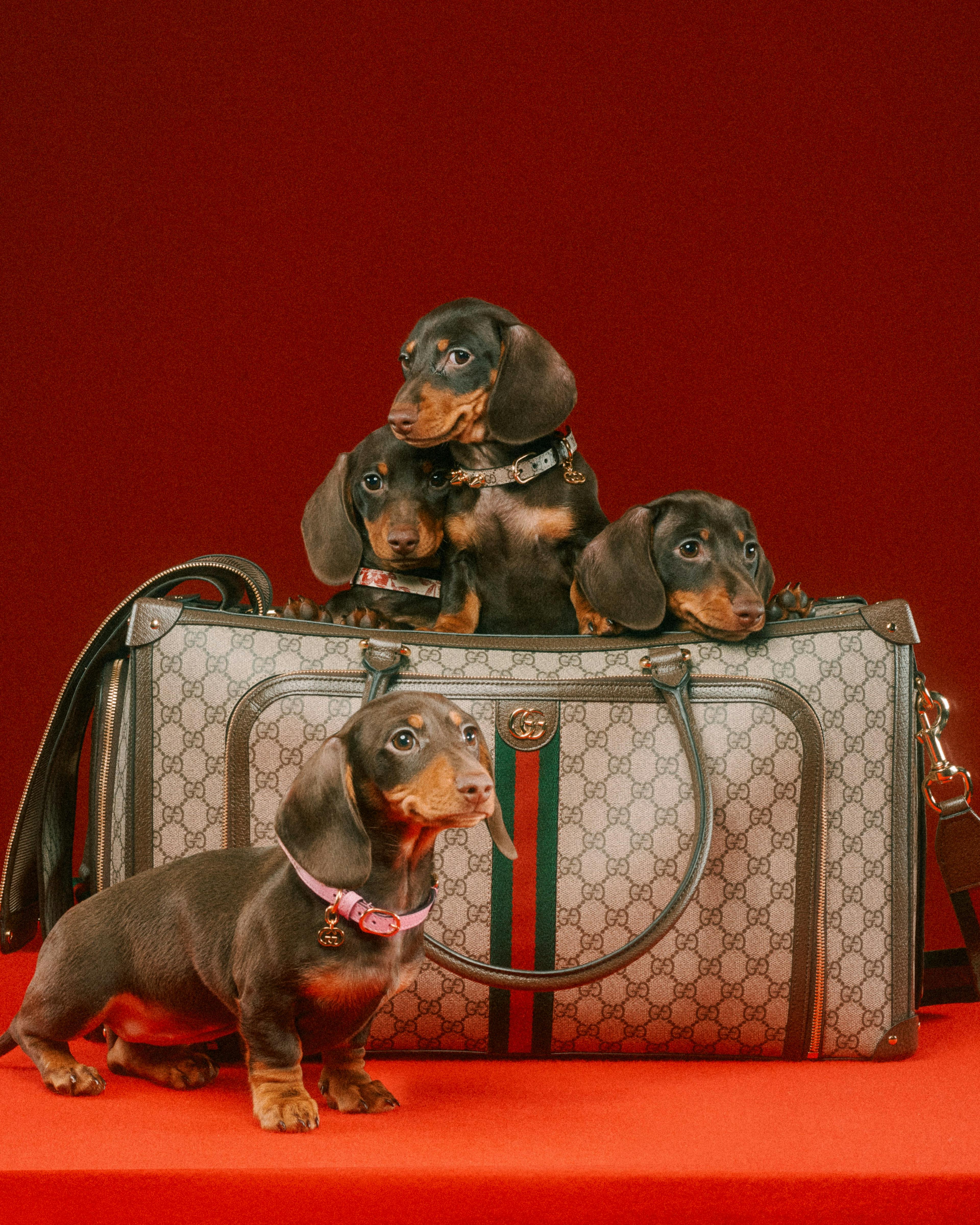 Uno scatto della nuova Gucci Pet Collection.