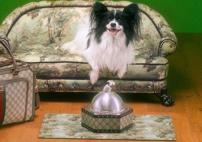 Nell'img: Gucci Pet Collection
