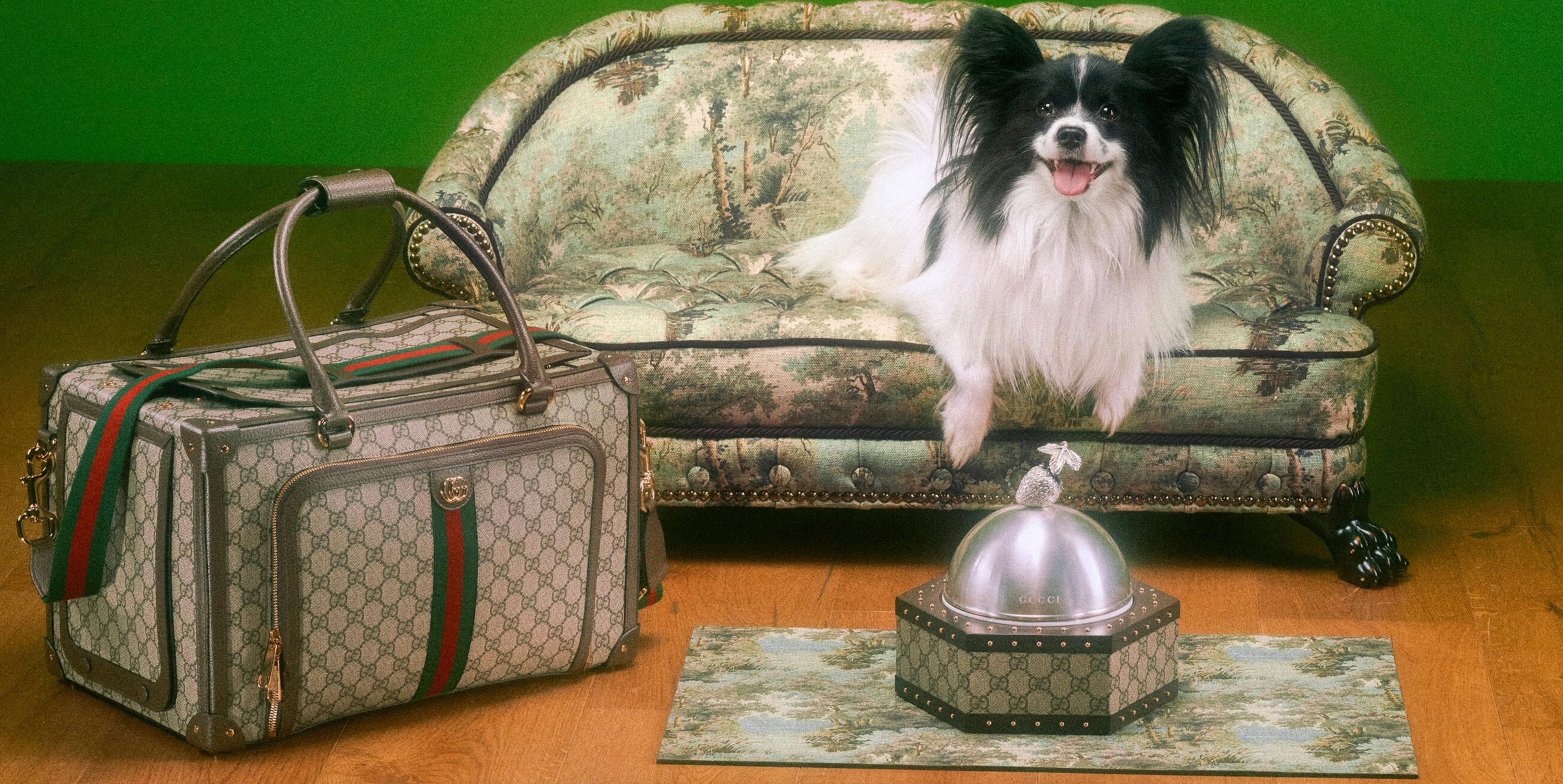 Nell'img: Gucci Pet Collection