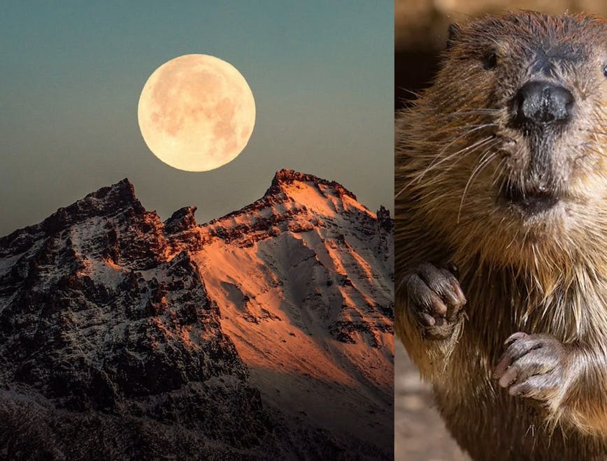 nature night outdoors astronomy moon animal mammal rat rodent