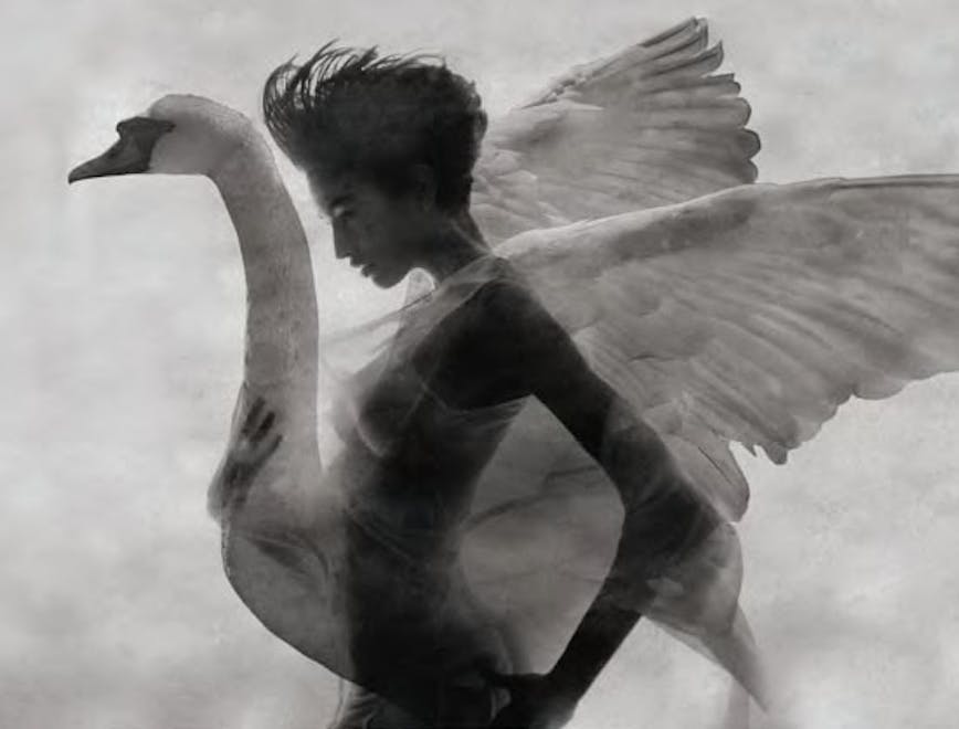 person animal bird swan