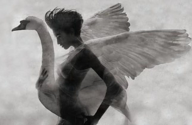 person animal bird swan